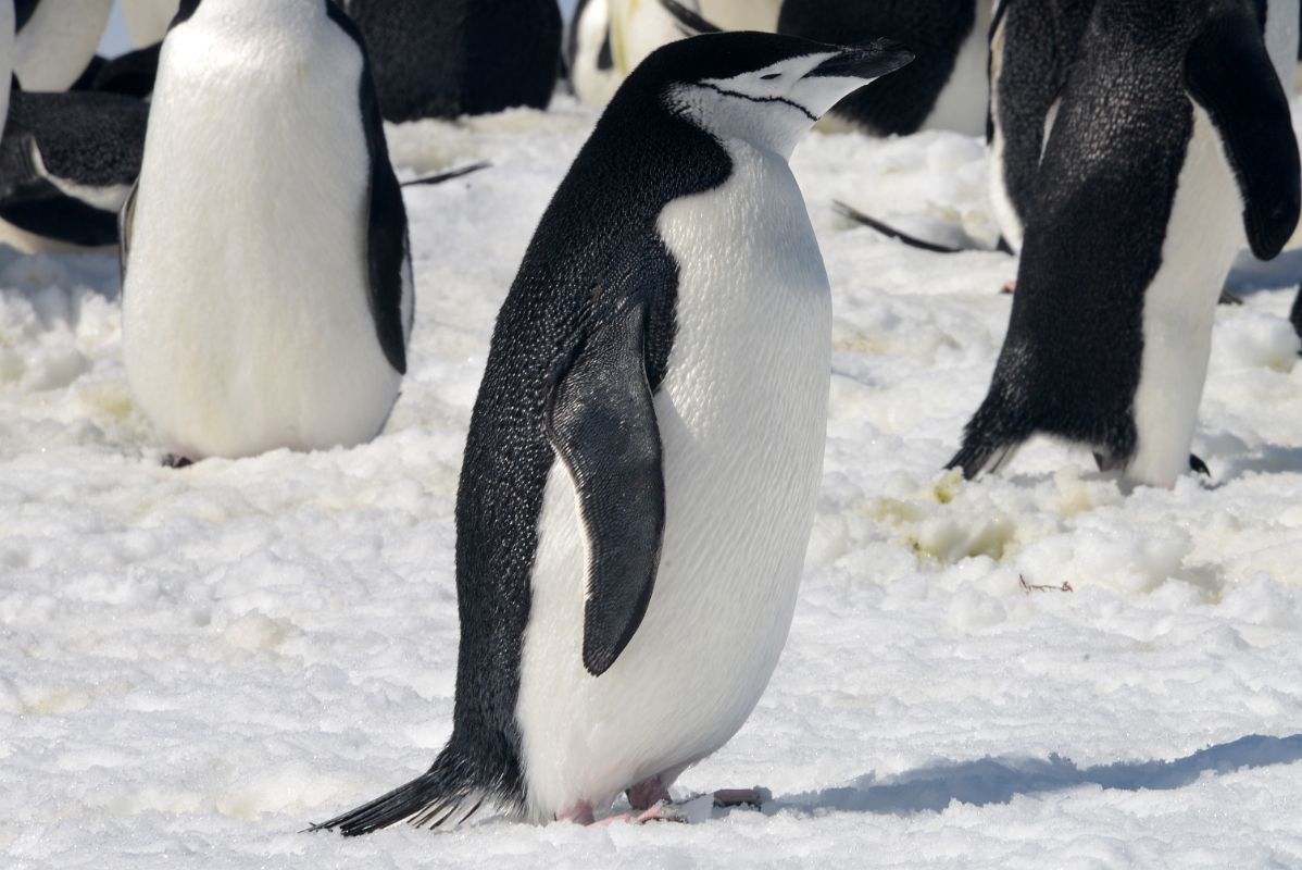 14D Chinstrap Penguin Close Up On Aitcho Barrientos Island In South Shetland Islands On Quark Expeditions Antarctica Cruise